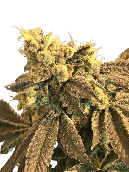 Cowboy Kush cannabis seeds packaging, Royal King Seeds USA