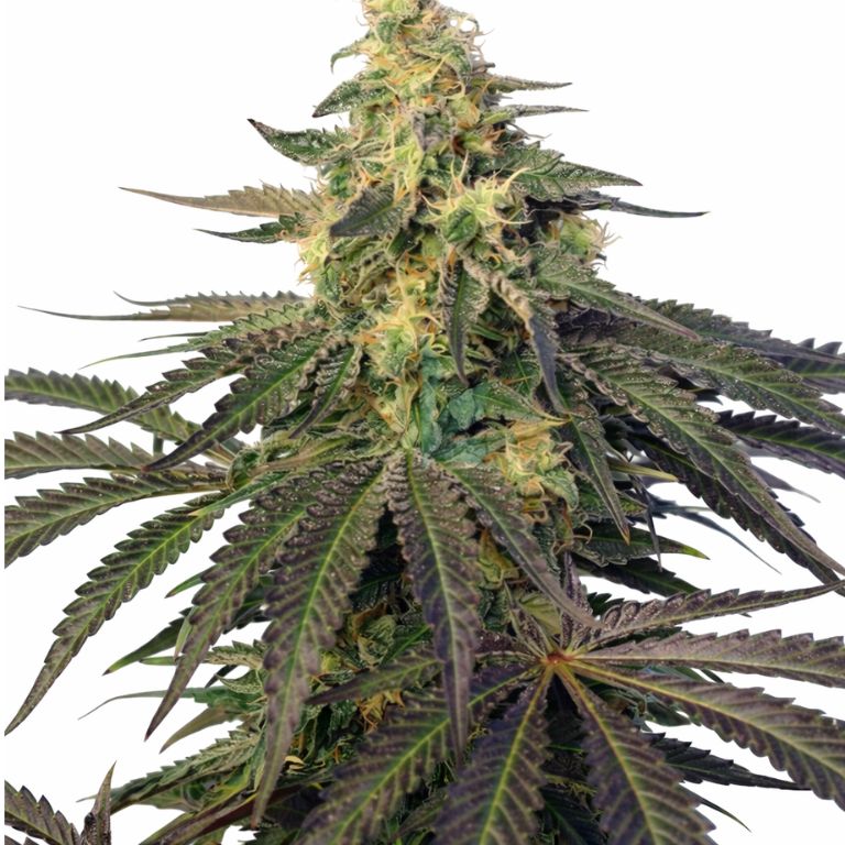 Cream Caramel cannabis seeds