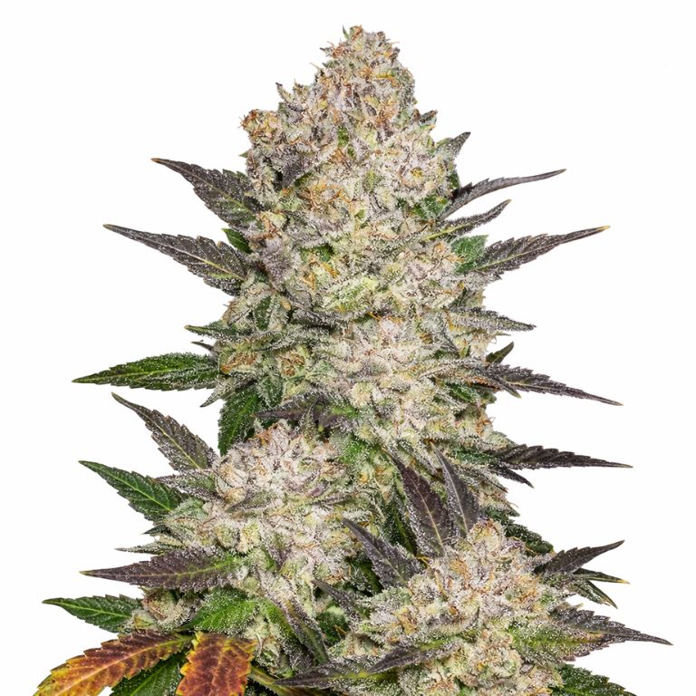 Cream cannabis seeds