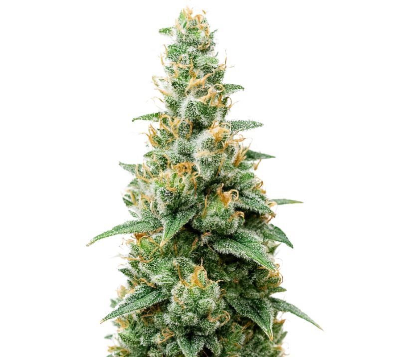 Critical Skunk cannabis seeds