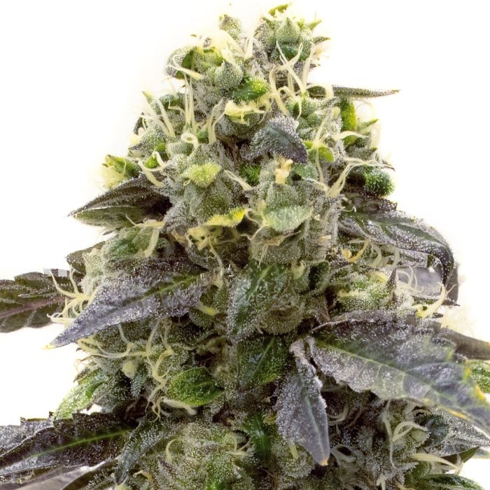 Crystal cannabis seeds