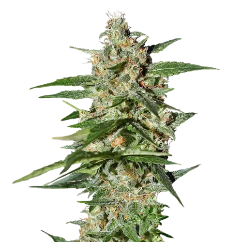 Damnesia cannabis seeds