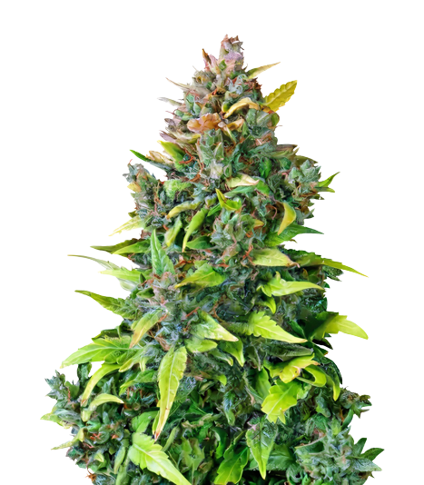 Dance World CBD cannabis seeds