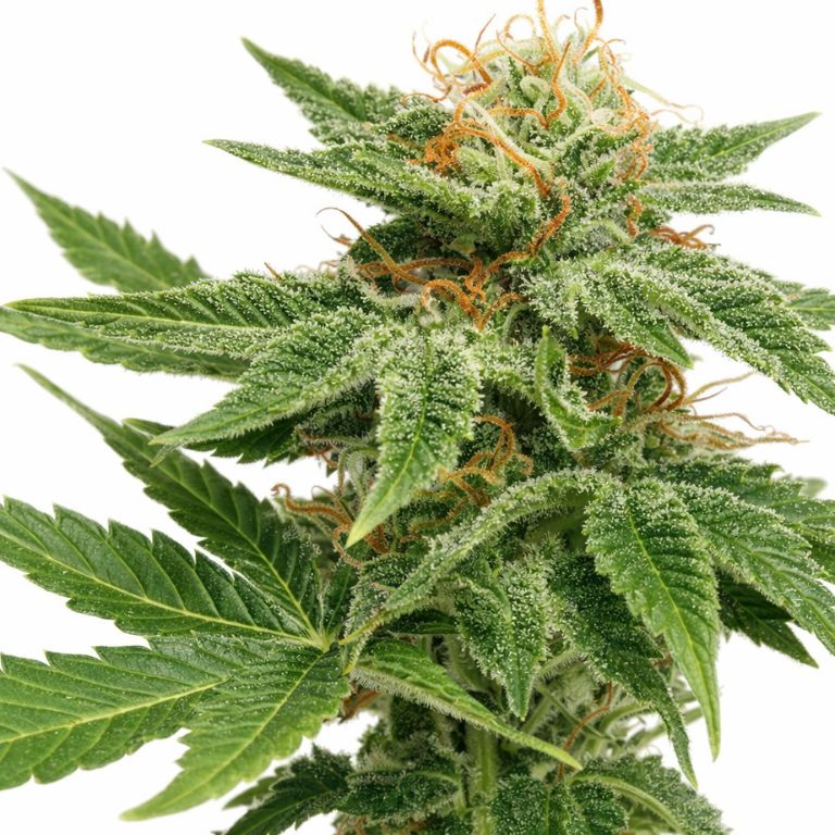 Dank Sinatra cannabis seeds