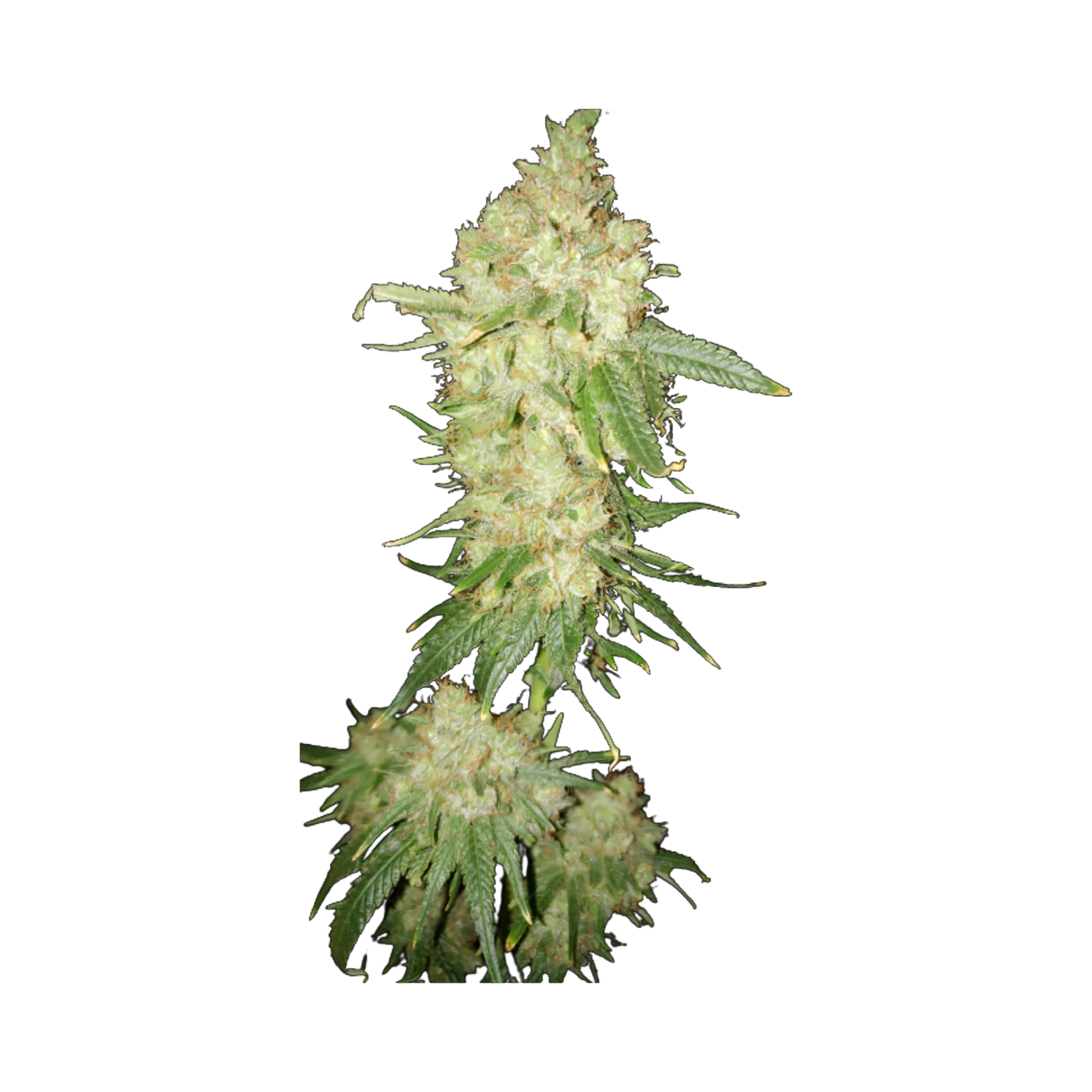 Deadwood cannabis seeds