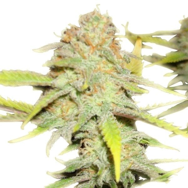 Death Star OG cannabis seeds