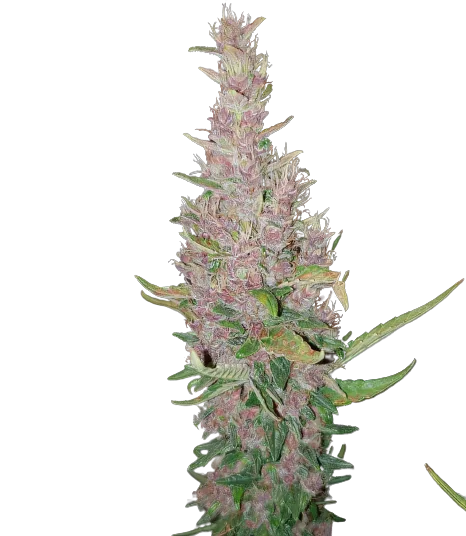 Deep Purple cannabis seeds