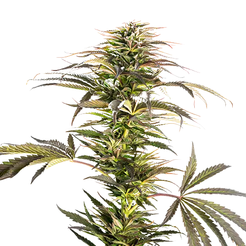 Diablo cannabis seeds
