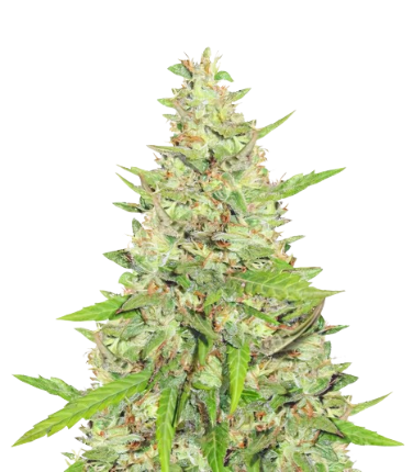 Diamond OG cannabis seeds