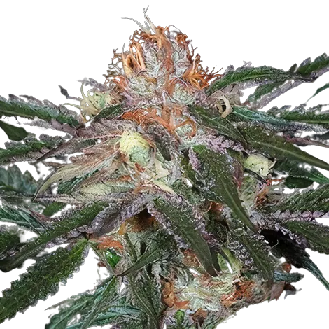 Diesel Duff cannabis seeds