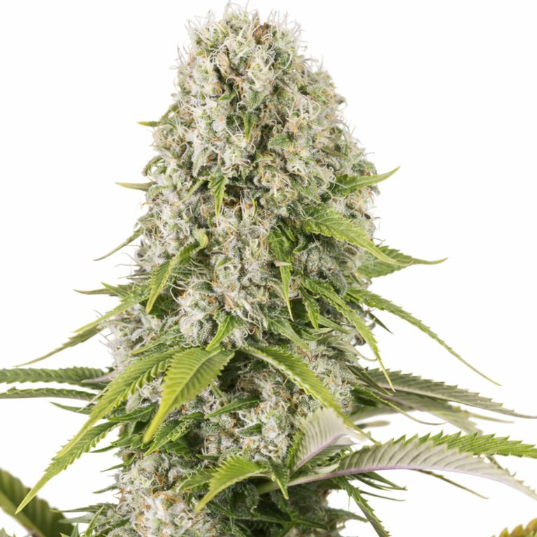 Diesel cannabis seeds