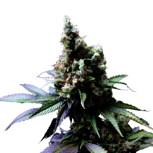 Diesel Power cannabis seeds