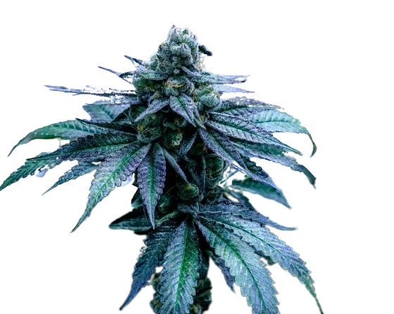 Disney Blue cannabis seeds