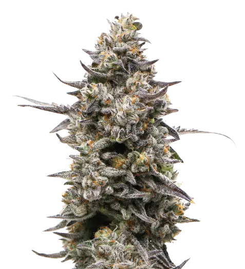 Divine CBD cannabis seeds