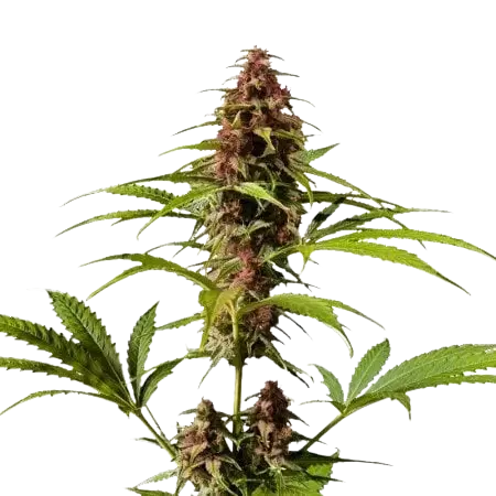 DJ Short Blueberry cannabis seeds