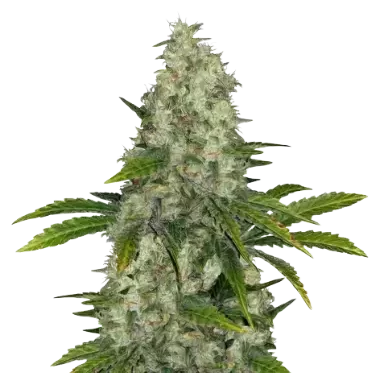 Do-Si-Dos cannabis seeds
