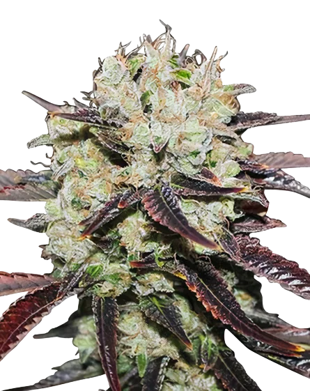 Domino cannabis seeds