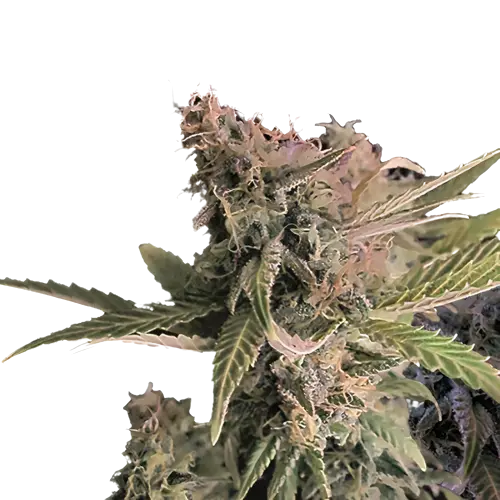 Donna OG cannabis seeds