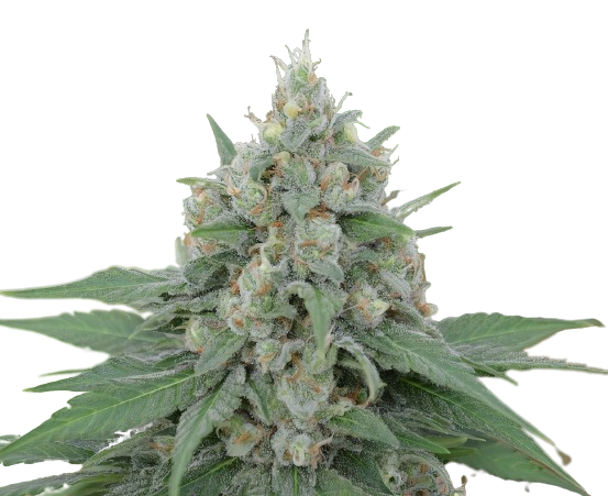 Dorit cannabis seeds
