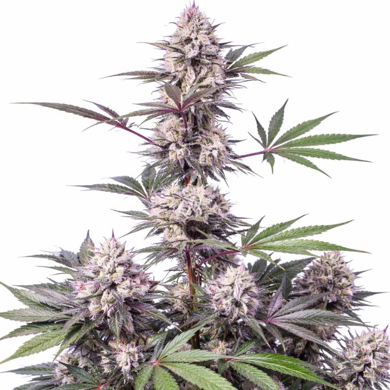 Dosi Punch cannabis seeds