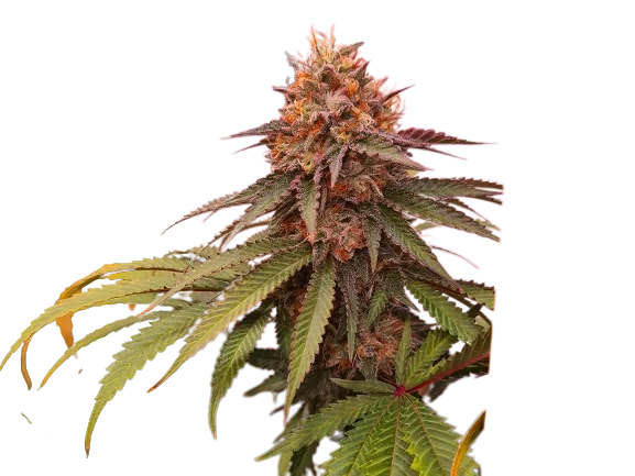 Double Tangie Banana cannabis seeds