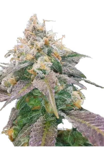 Dream Berry cannabis seeds