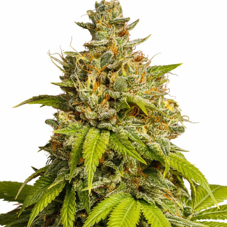 Durban Poison cannabis seeds