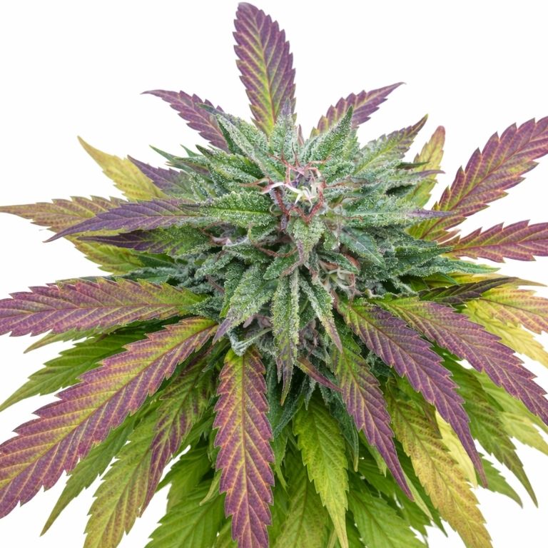 Dutch Hawaiian cannabis seeds