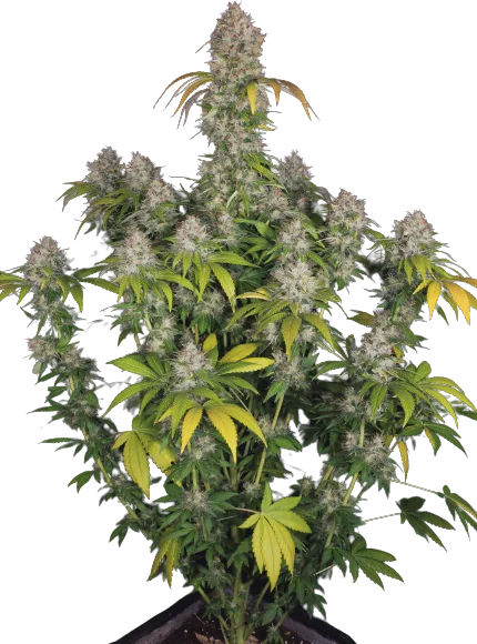 Dutch Kush cannabis seeds