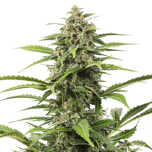 Dutchberry cannabis seeds