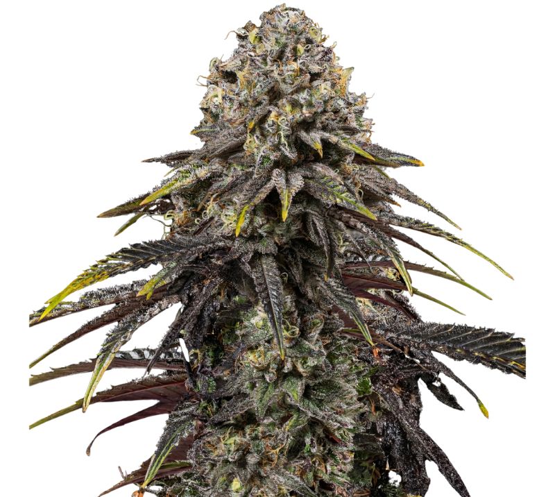 Dynamite Diesel cannabis seeds