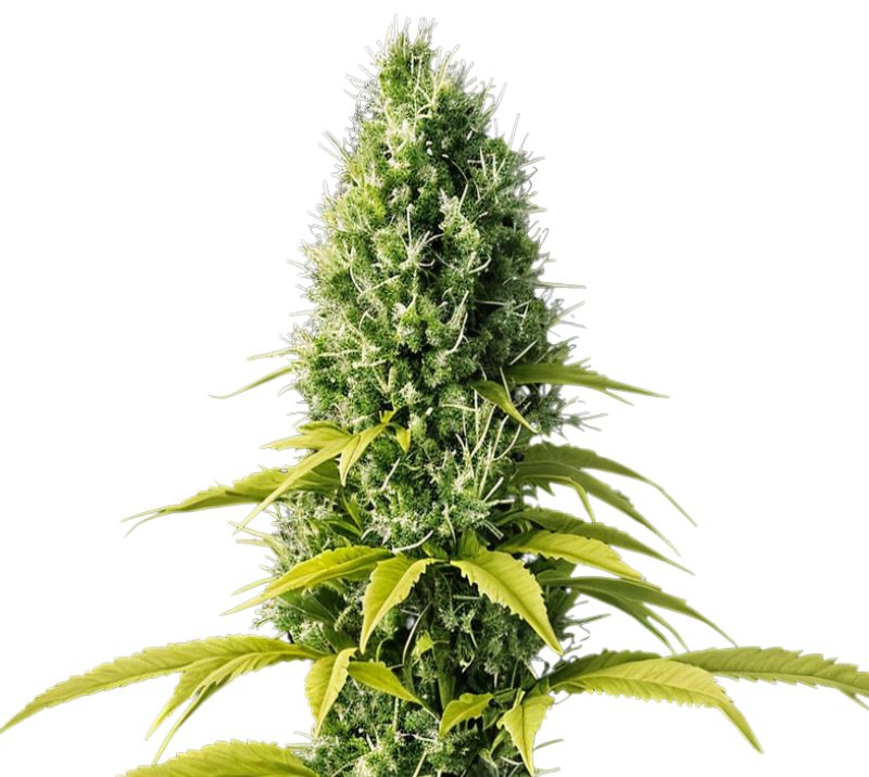 Early Skunk cannabis seeds