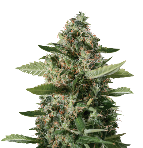 East Coast Sour Diesel cannabis seeds
