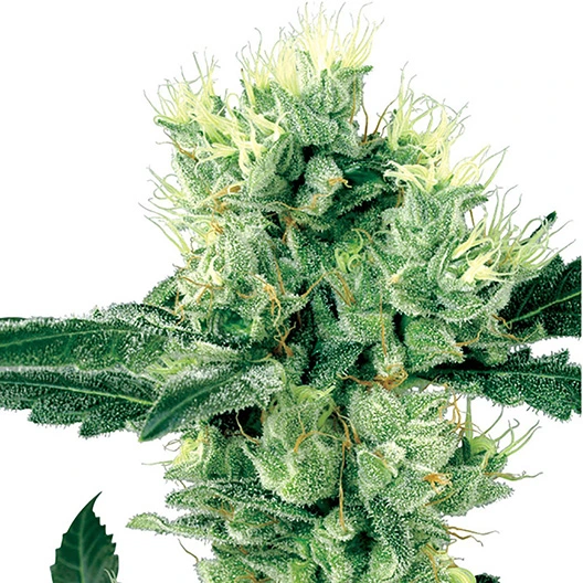 El Jefe cannabis seeds
