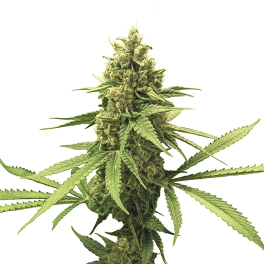 El Perro cannabis seeds
