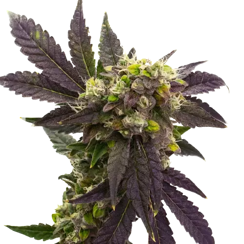 Electric Blue cannabis seeds