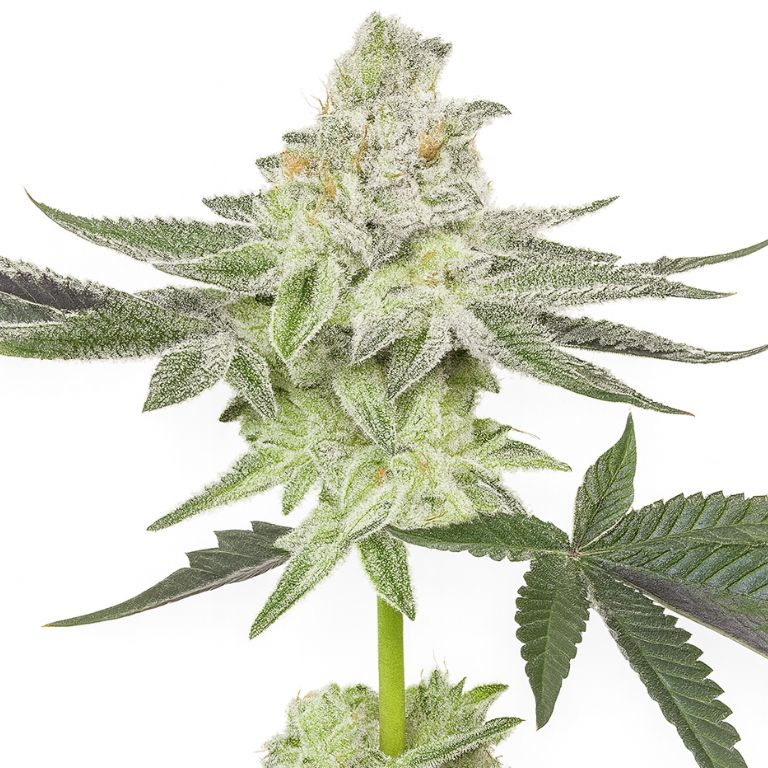 Envy cannabis seeds
