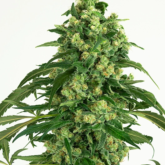 Euphoria Cookies cannabis seeds