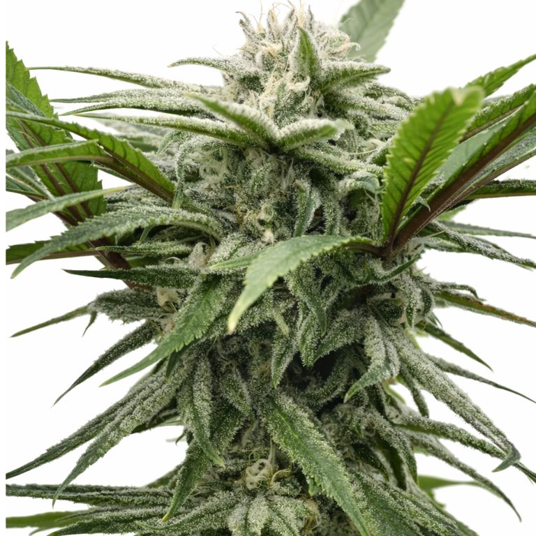 Ewok cannabis seeds