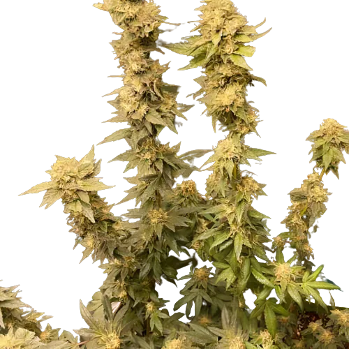 Extreme Cream cannabis seeds