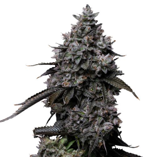Fat Nelson cannabis seeds