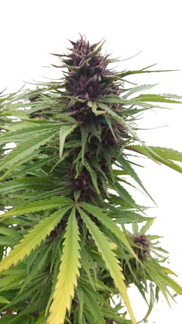 Fat Purple cannabis seeds
