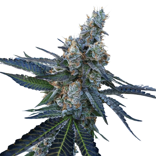 Faygo Red Pop cannabis seeds