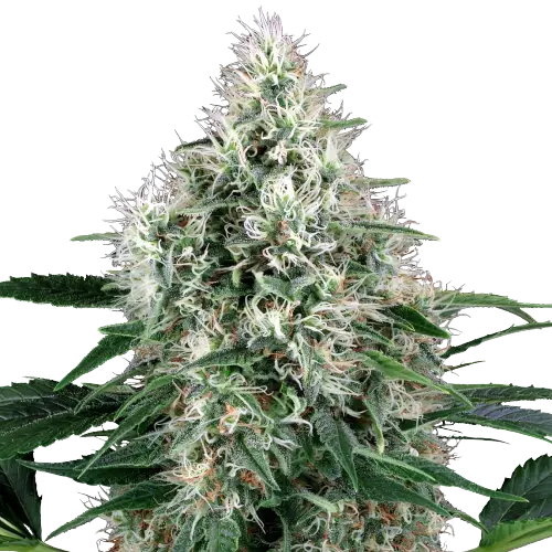 Fire OG cannabis seeds