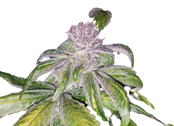 Flo cannabis seeds