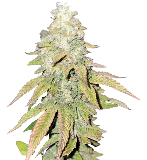 Flo OG cannabis seeds