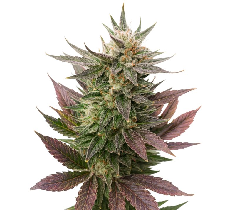 Fortune Cookies cannabis seeds