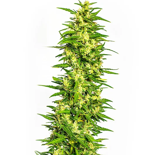 Four Star General cannabis seeds