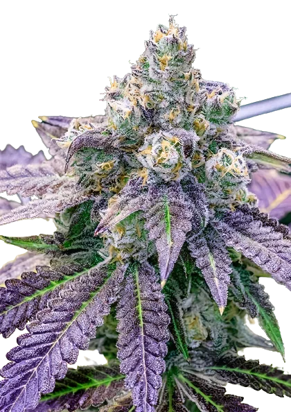 FPOG cannabis seeds