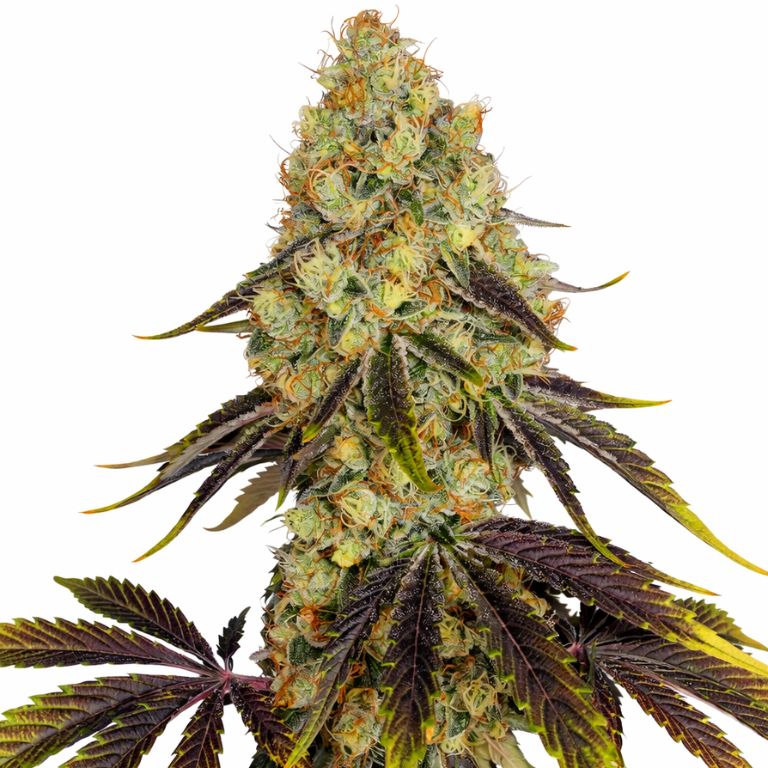French Cookies cannabis seeds